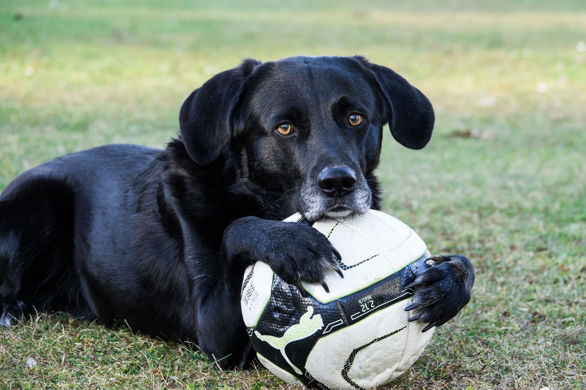 Hund spielen